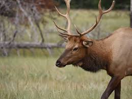 Bull Elk Spotted in Menominee County