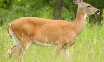 DNR Seeks Public Input on Framework for Deer Season