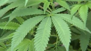 City of Menominee debates whether to recommend Marijuana Selection Committee to Council
