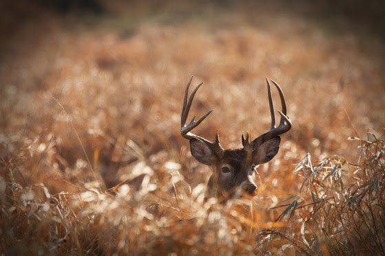 Hunters Reminded to Test Deer For CWD Before Consuming Venison