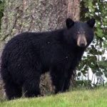 DNR Asks Public to Report Black Bear Den Locations for New Research Study