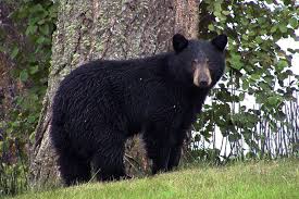 DNR Asks Public to Report Black Bear Den Locations for New Research Study